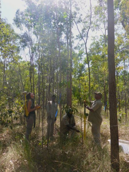 Four people conducting research on trees in a forest