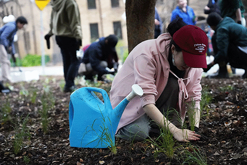 Student volunteer pictured crouched down planting a small plant. Volunteer has a light blue watering can next to them and is wearing a red cap and pink jacket