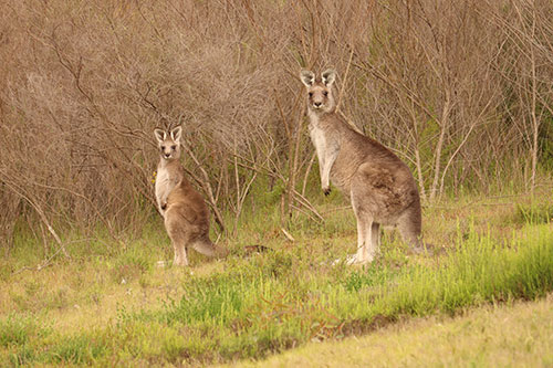 Two eastern grey kangaroos pictured staring at the camera at the edge of open grassland