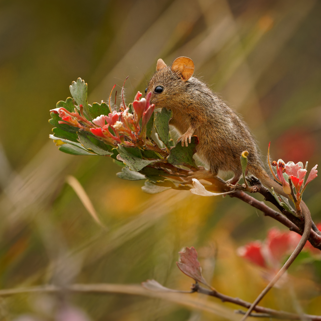 Honey possum