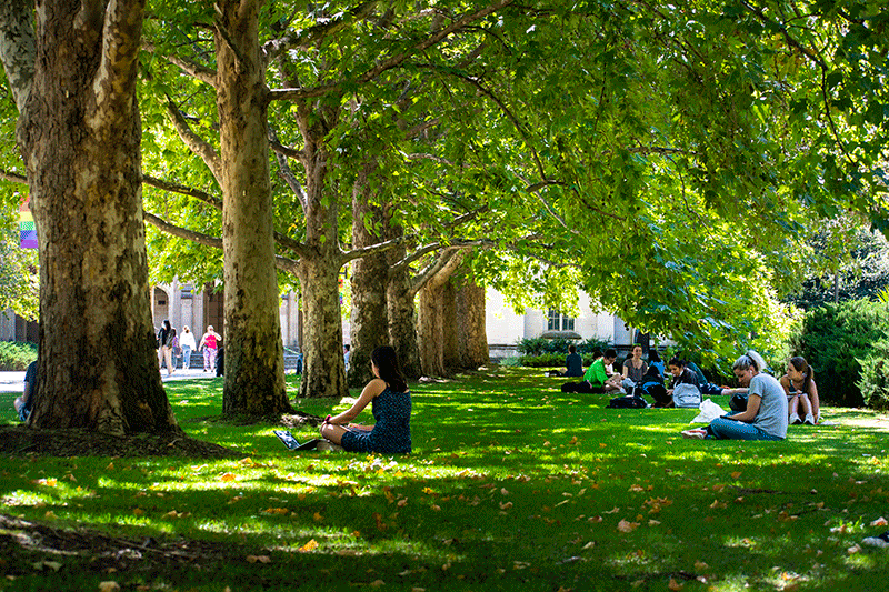 Multiple students sitting underneath the shade of a row of trees