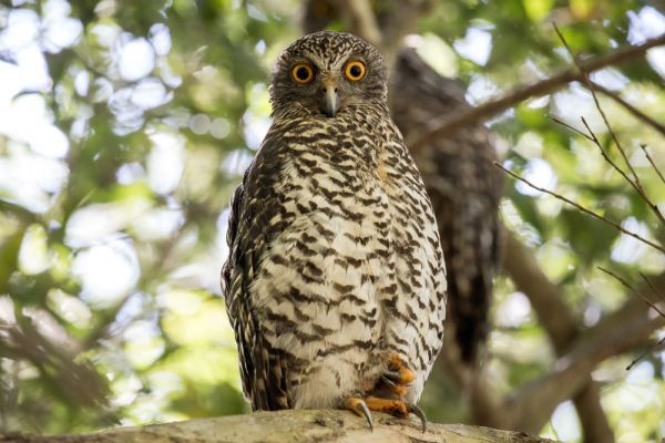 Close up of a powerful owl perched on a branch high up in a tree with a background of leaves blurred out. The owl has an egg shaped body with a smaller head and large orange irises that are looking at the camera.