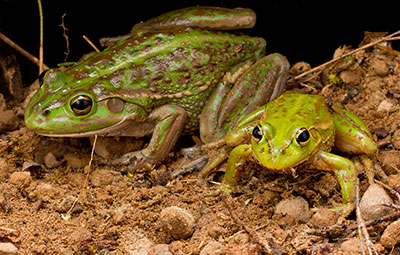 Close up of two growling grass frogs on stone and soil substrate