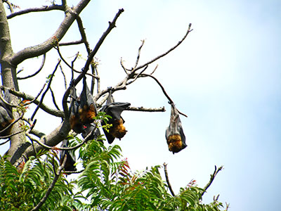 Seven grey-headed flying-foxes pictured hanging upside down in the tree canopy during the day