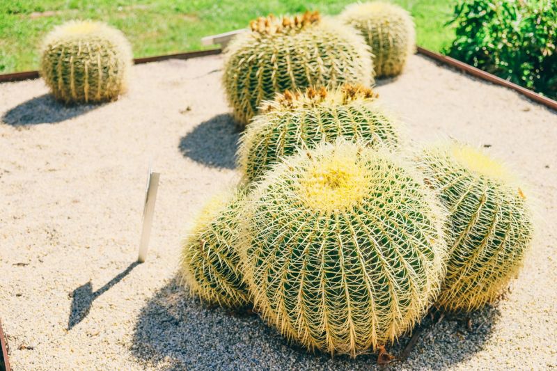 system garden cacti