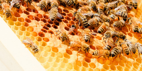 Image for Keeping Honey Bees in Victoria